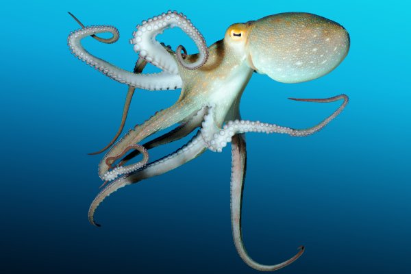 Kraken darknet ссылка тор