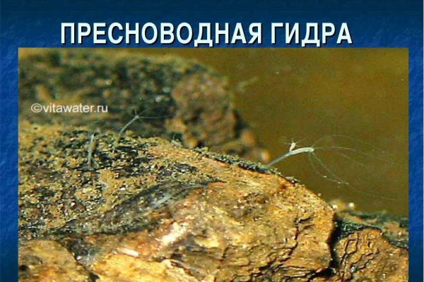 Что с кракеном сегодня сайт