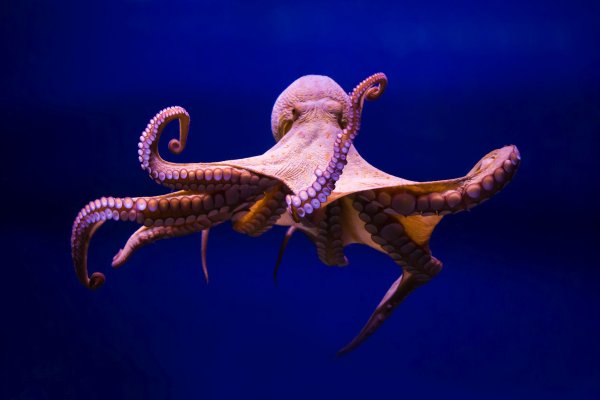 Craken что это