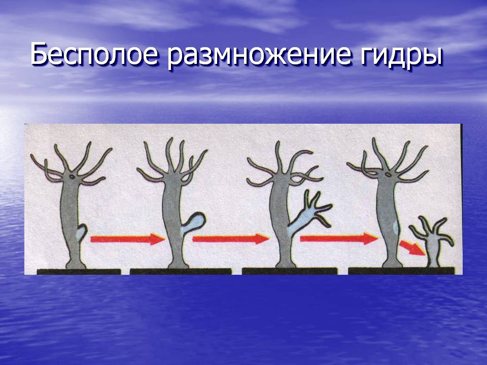 Как зарегистрироваться в кракен в россии